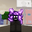 Daeveon Graves-Tapp user image