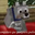 Maicraftero oficial user image