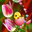 melina rodrigues (mely) user image