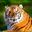 tanya Shevchuk user image