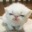 Kit Kat user image