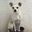 Polar Lulu and velu in english Polar user image