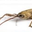 AsprinNugget user image