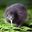 kiwi bird user image