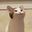 Pop cat rb user image