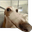 Goober Toober user image