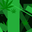 Danielectrico user image