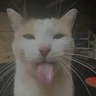 Lil Boudino user image