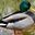 Enten Haben Freierabend 2021 user image