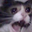 PepitoRalsei user image
