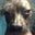 Ip ip ipip pi No user image