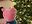 Peppa Pig Fan user image