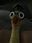 rubber chick user image
