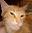 AzeGigaCat user image