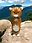 gummylion. user image