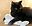 test99 user image