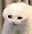 Pluh user image