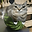 yurcsrr14 user image