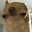 I'm Dog user image