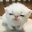 Kit Kat user image