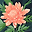 Zoey Tigre user image