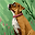 dawg user image