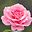 Rose Emily user image