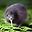 kiwi bird user image