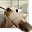 Goober Toober user image