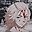 charaf YT user image