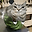 12ciro (Watermelon cat) user image