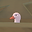 SumDude user image