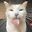 catson user image