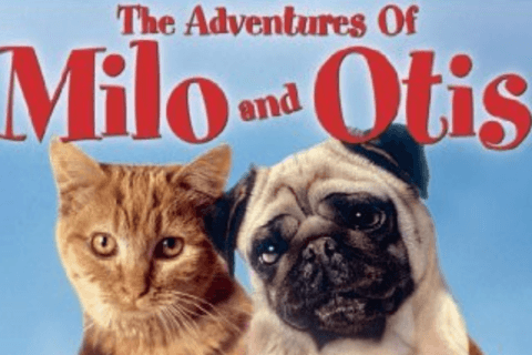 The Adventures Of Milo And Otis Collection 