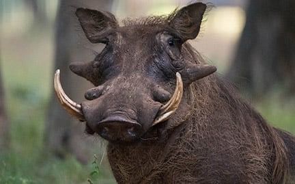 Warthog
