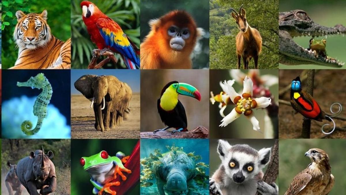 Animals