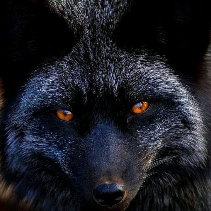Greyfoxrandom