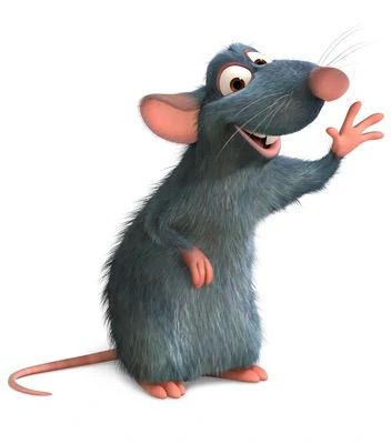 Rat