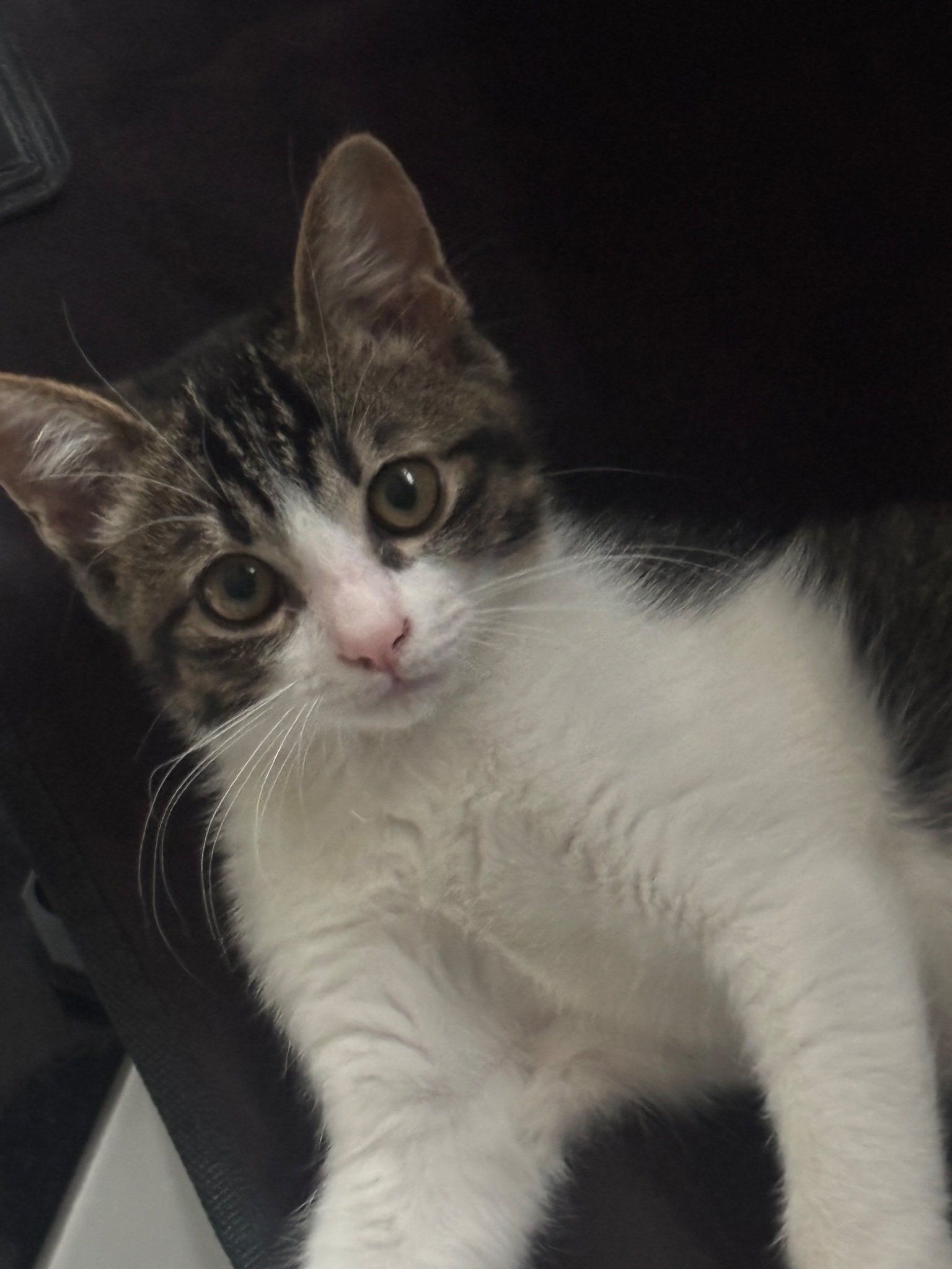 Kittipark
