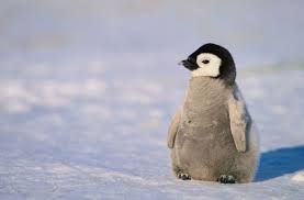 the penguins of madagascar