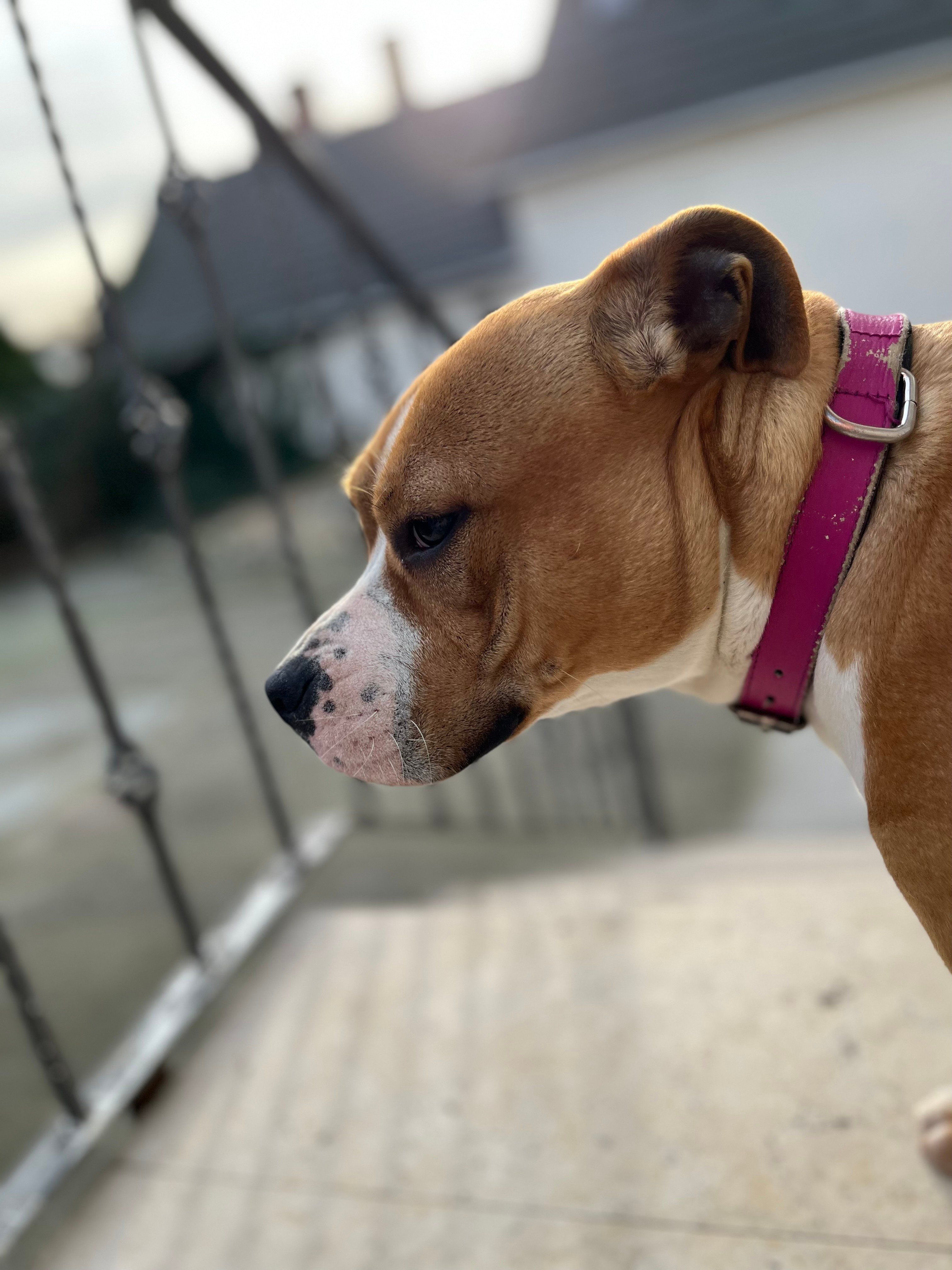 zali 