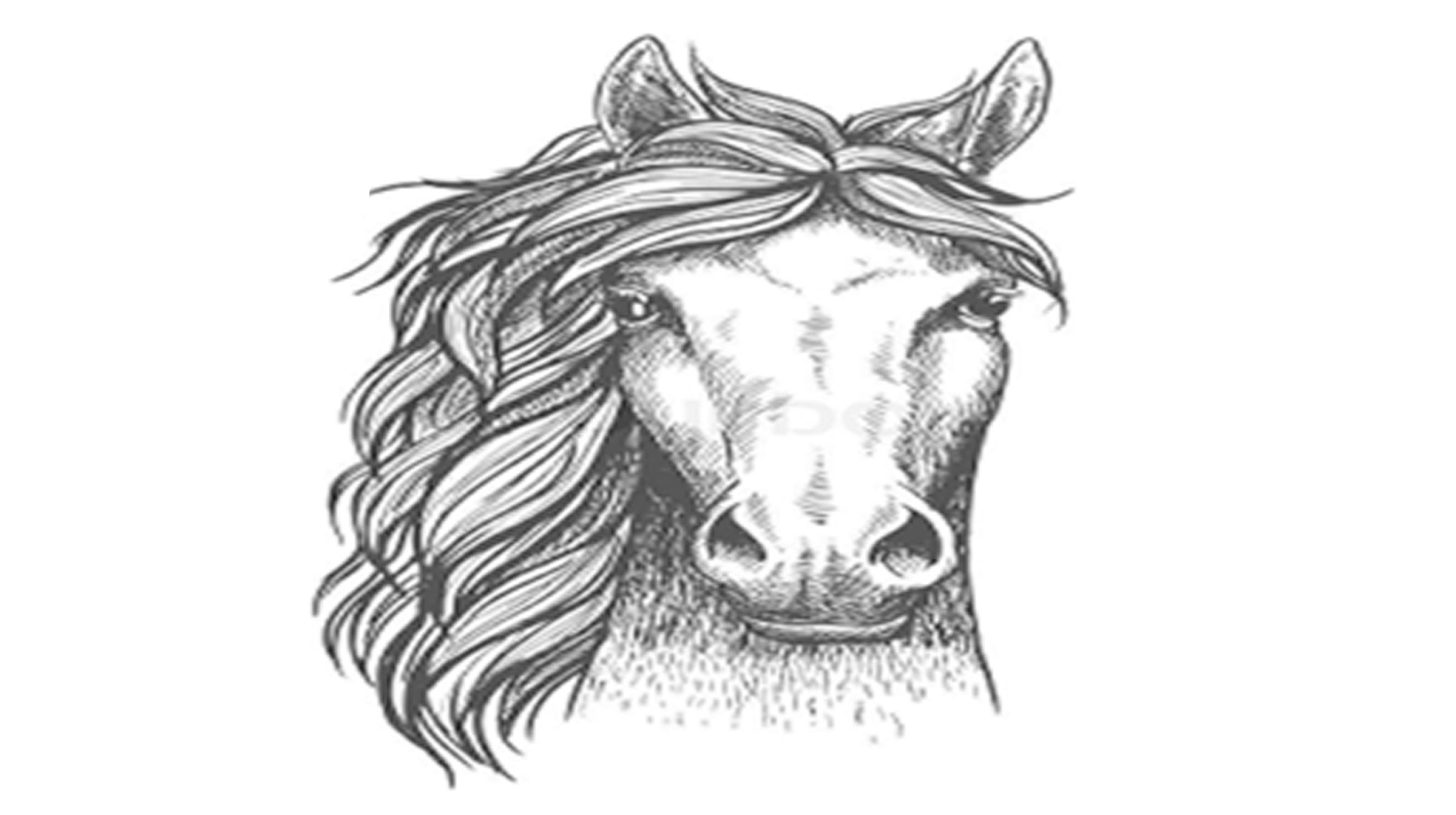 Literally a Horse
