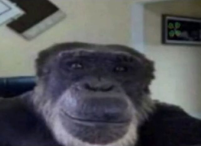 Monkey (From Real Life)