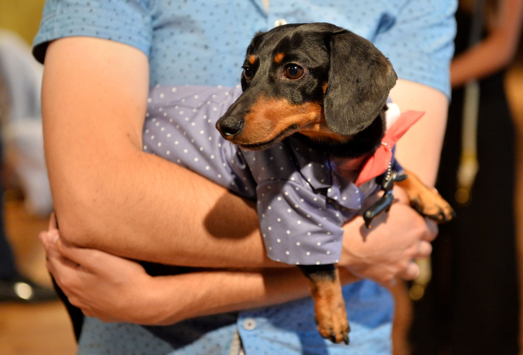 Crusoe (Crusoe the Dachshund) (Season 1)