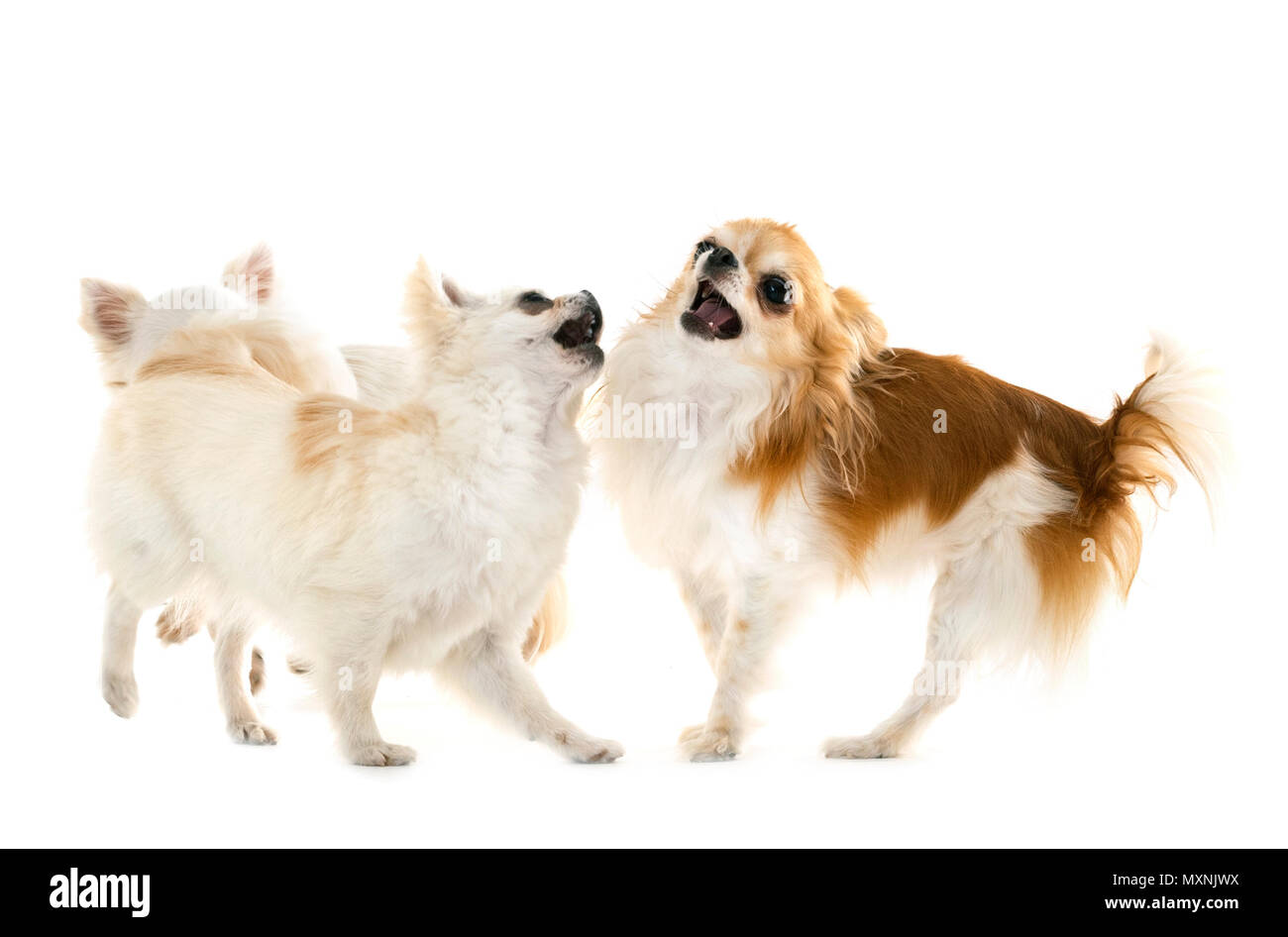 Annoying Dogs Barking