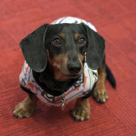 Oakley Dokily (Crusoe the Dachshund)