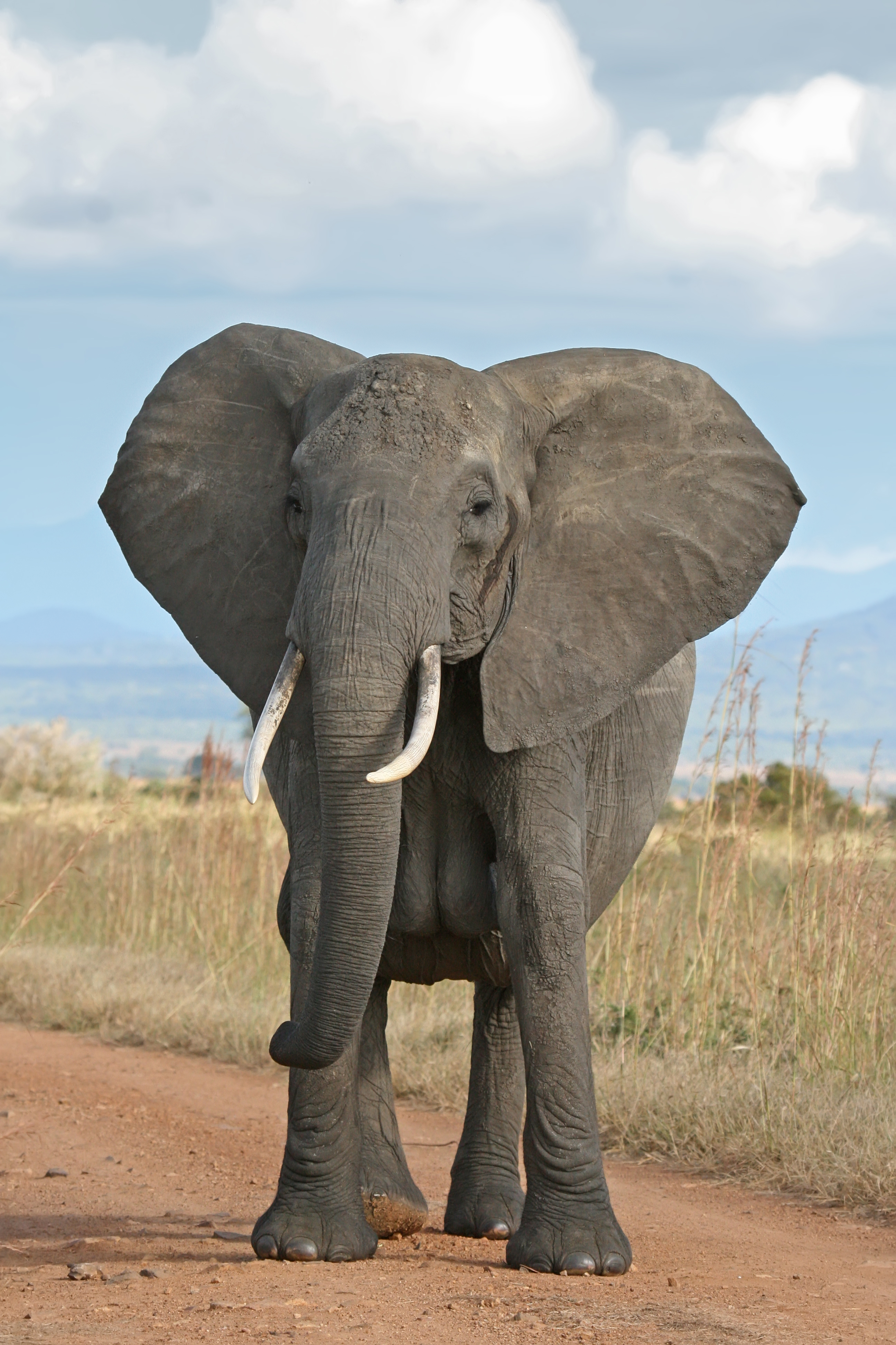 Elephant Sounds