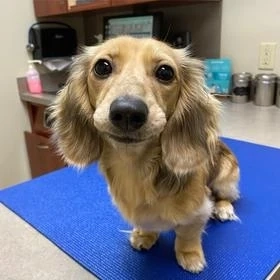 Daphne (Crusoe the dachshund)