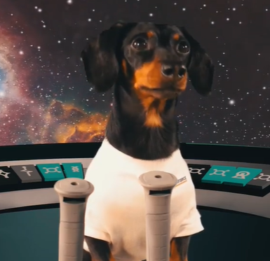 Spacedog Crusoe (Crusoe the Dachshund)