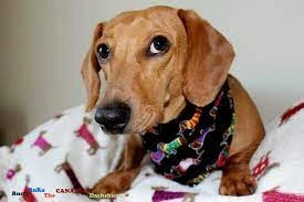Rusty RuRu (Crusoe the Dachshund)